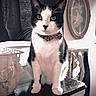 cat, tuxedo_cat, black_and_white, pet, animal, whiskers, ears, eyes, collar, sitting, portrait, indoors, dresser, furniture, mirror, wall, curtain, home, photography, alert