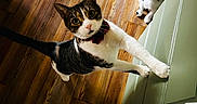 Chip joined the competition — help win amazing prizes! cat, cats, tuxedo_cat, black_and_white_cat, tabby_cat, white_cat, pet, animal, indoor, kitchen, wooden_floor, doorway, bow_tie, collar, curious, standing, reaching, looking_at_camera, household, photograph