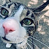 Chip is registered to the contest to win money with this photo: cat, tabby, white_cat, green_eyes, pink_nose, whiskers, close_up, animal_portrait, fur, feline, pet, outdoor, blurred_background, shallow_depth_of_field, curious, staring, ears, nose, macro_photography, natural_light