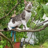 Chip joined the competition — help win amazing prizes! cat, tabby, white_cat, animal, pet, collar, whiskers, greenery, tree, branch, outdoors, backyard, garden, leaves, nature, standing, looking_up, fur, house, bird_feeder