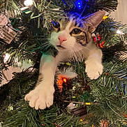 Chip joined the competition — help win amazing prizes! cat, christmas_tree, holiday, festive, lights, ornaments, greenery, artificial_tree, pet, feline, white_fur, gray_fur, pink_nose, whiskers, eyes, paws, indoors, portrait, close_up, funny
