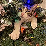 cat, christmas_tree, holiday, festive, lights, ornaments, greenery, artificial_tree, pet, feline, white_fur, gray_fur, pink_nose, whiskers, eyes, paws, indoors, portrait, close_up, funny