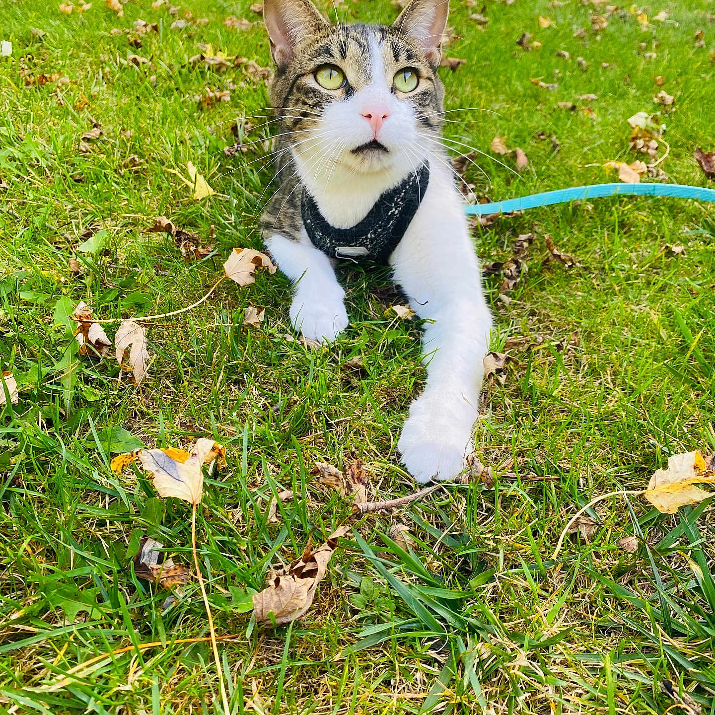 Chip is registered to the contest to win money with this photo: cat, tabby_cat, white_cat, pet, animal, feline, outdoor, grass, park, fallen_leaves, autumn, sunlight, leash, harness, sitting, crouching, extended_paw, greenery, portrait, close_up