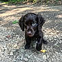 animal, brown, canine, curious, dog, ears, eyes, fur, gravel, leaf, nature, outdoor, path, paw, pet, puppy, shadows, sunlight, walking, young