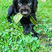 Moose is registered to the contest to win money with this photo: animal, black_dog, closeup, cute, dog, eyes, front_paws, fur, grass, greenery, leaf, lying_down, nature, outdoor, pet, playful, puppy, tongue_hidden, wet, young_dog