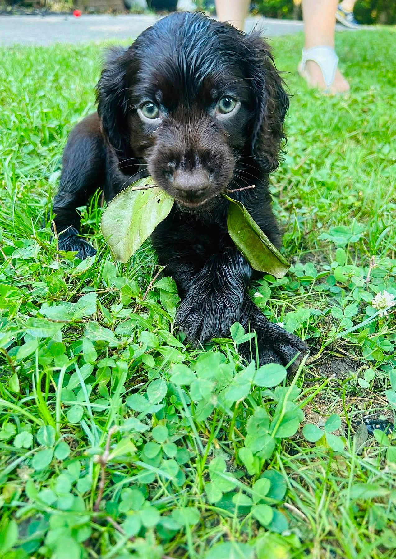 Moose