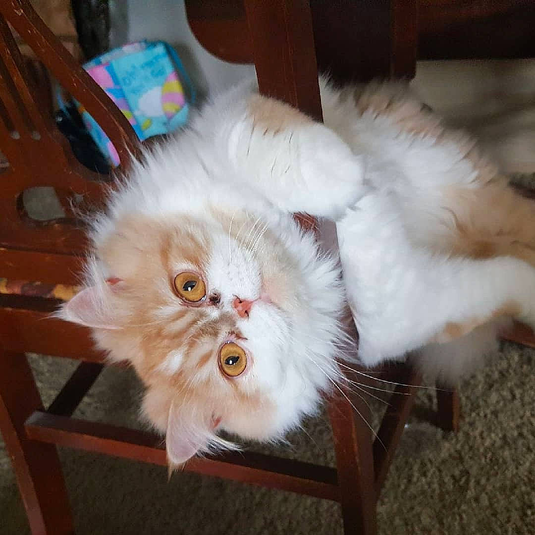 Daisy