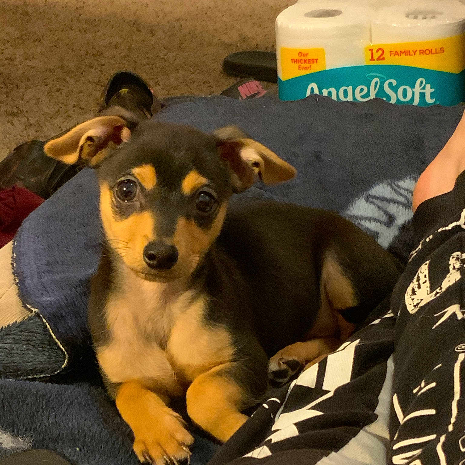 Buddy is registered to the contest to win money with this photo: canidae, carnivore, companion_dog, dog, dog_breed, fawn, feist, mammal, miniature_pinscher, paw, potcake_dog, puppy, rare_breed_dog, snout, sporting_group, street_dog, toy_dog, vertebrate