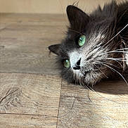 élias a rejoint le concours — aidez-le/la à gagner de superbes lots ! cat, green_eyes, gray_fur, whiskers, floor, wooden_floor, sunlight, indoor, close_up, pet, animal, fur, relaxing, lying_down, side_view, domestic_cat, mammal, cute, calm, portrait
