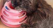 élias participe au concours pour gagner de l'argent avec cette photo : cat, gray_cat, fluffy, pet, animal, sleeping, resting, pink_toy, circular_toy, wooden_floor, indoor, corner, paw, fur, cute, domestic_cat, relaxed, quiet, feline, toy
