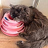cat, gray_cat, fluffy, pet, animal, sleeping, resting, pink_toy, circular_toy, wooden_floor, indoor, corner, paw, fur, cute, domestic_cat, relaxed, quiet, feline, toy