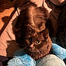 cat, fluffy, brown_fur, green_eyes, pet, indoor, blanket, plush_toy, cozy, resting, feline, animal, cute, soft, domestic_cat, curious, fur, whiskers, relaxed, warm_lighting