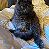 cat, fluffy, gray_cat, green_eyes, bed, blanket, indoor, pet, feline, relaxed, fur, whiskers, sitting, cozy, domestic_animal, comfort, resting, cute, animal, mammal