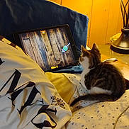 Charlie joined the competition — help win amazing prizes! bed, blanket, cat, colorful, cozy, curious, furniture, game, indoor, kitten, lamp, pet, pillow, playing, relaxation, screen, striped_cat, tablet, technology, wooden_wall