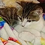 cat, animal, pet, feline, blanket, colorful, cozy, resting, cute, fur, indoor, sleepy, comfort, soft, relaxed, tabby, white, striped, closeup, mammal