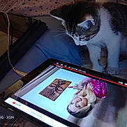 Charlie is registered to the contest to win money with this photo: kitten, cat, tablet, video, screen, bed, blanket, indoor, curious, pet, technology, cable, watching, animal, feline, resting, cozy, female, blonde, portrait