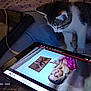 kitten, cat, tablet, video, screen, bed, blanket, indoor, curious, pet, technology, cable, watching, animal, feline, resting, cozy, female, blonde, portrait