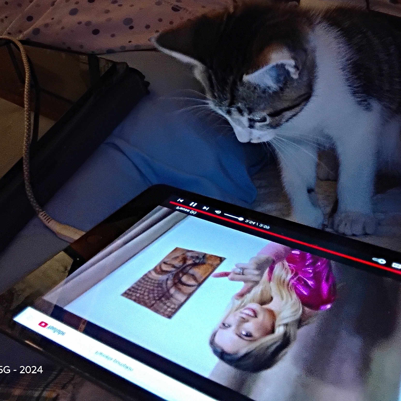 Charlie is registered to the contest to win money with this photo: animal, bed, blanket, blonde, cable, cat, cozy, curious, feline, female, indoor, kitten, pet, portrait, resting, screen, tablet, technology, video, watching