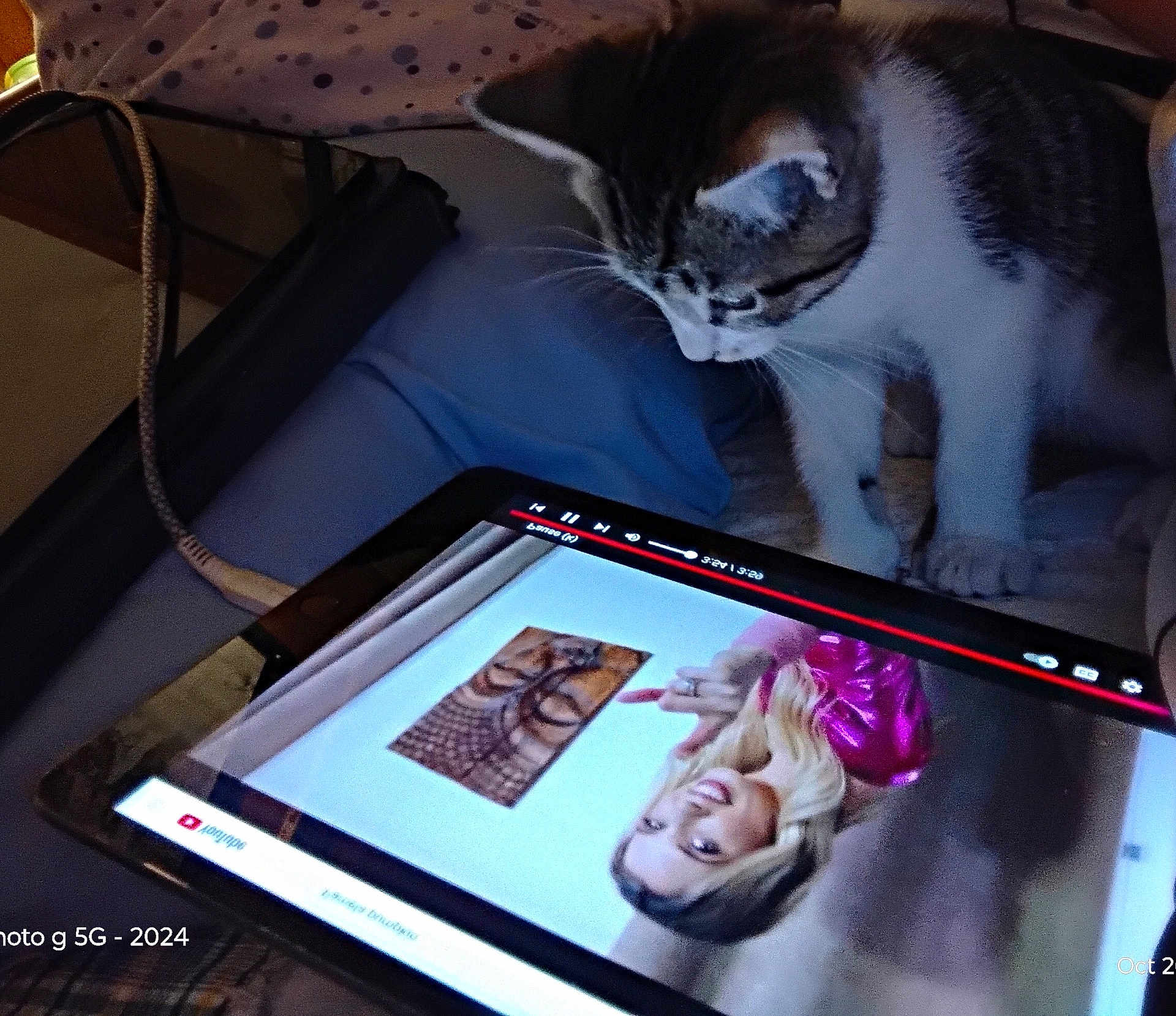 Charlie is registered to the contest to win money with this photo: kitten, cat, tablet, video, screen, bed, blanket, indoor, curious, pet, technology, cable, watching, animal, feline, resting, cozy, female, blonde, portrait