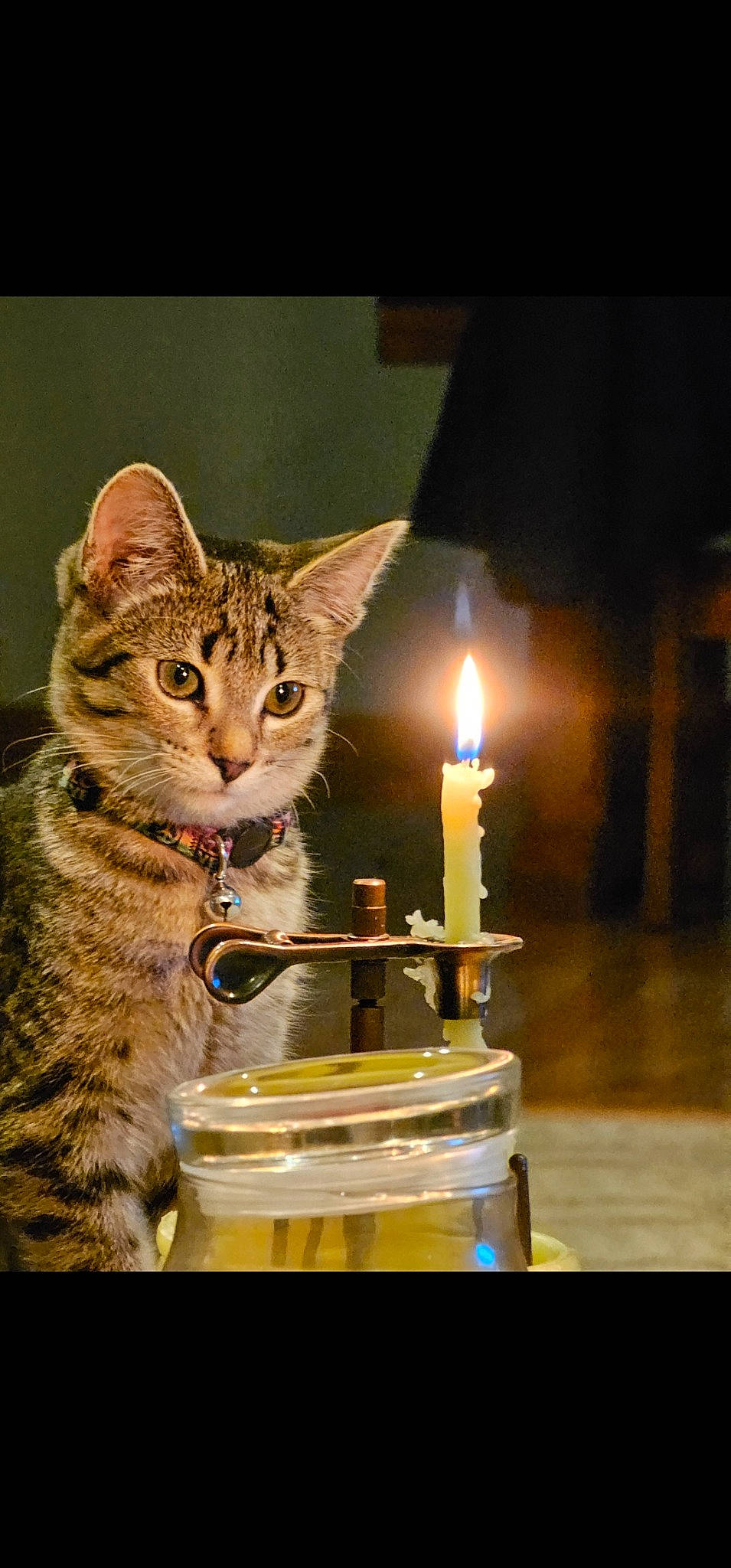 Annie joined the competition — help win amazing prizes! candle, candle_holder, carnivore, cat, darkness, domestic_short_haired_cat, drinkware, event, felidae, fire, fur, lighting, paw, sitting, small_to_medium_sized_cats, tableware, tail, terrestrial_animal, wax, whiskers