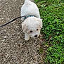 Apy a rejoint le concours — aidez-le/la à gagner de superbes lots ! puppy, dog, white, fluffy, leash, walking, path, gravel, grass, greenery, clover, outdoor, nature, pet, young, cute, small, canine, exploring, adorable