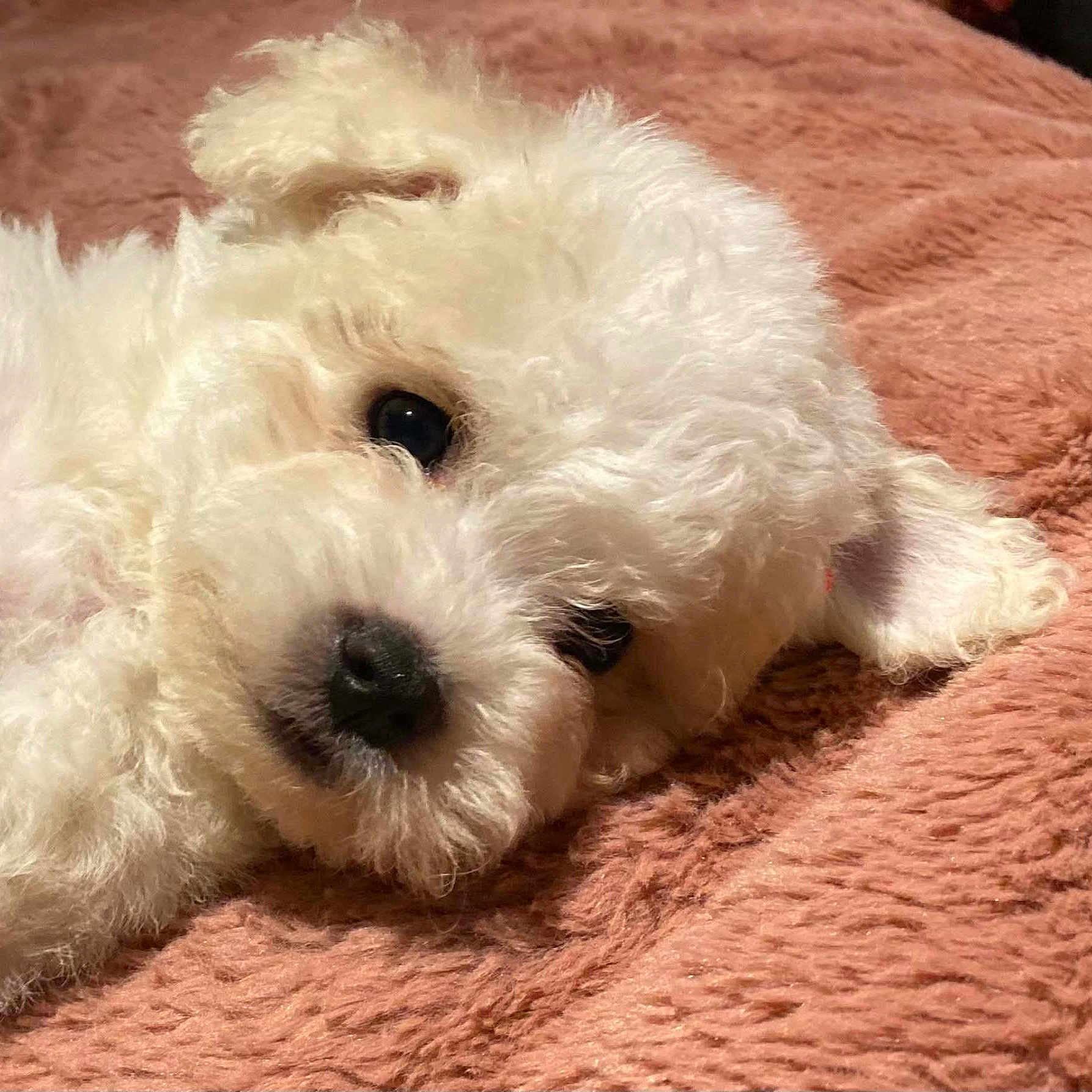 Apy participe au concours pour gagner de l'argent avec cette photo : adorable, animal, blanket, closeup, companion, cozy, cute, cute_pet, dog, fluffy, fur, indoors, laying, pet, puppy, resting, sleepy, soft, white, young