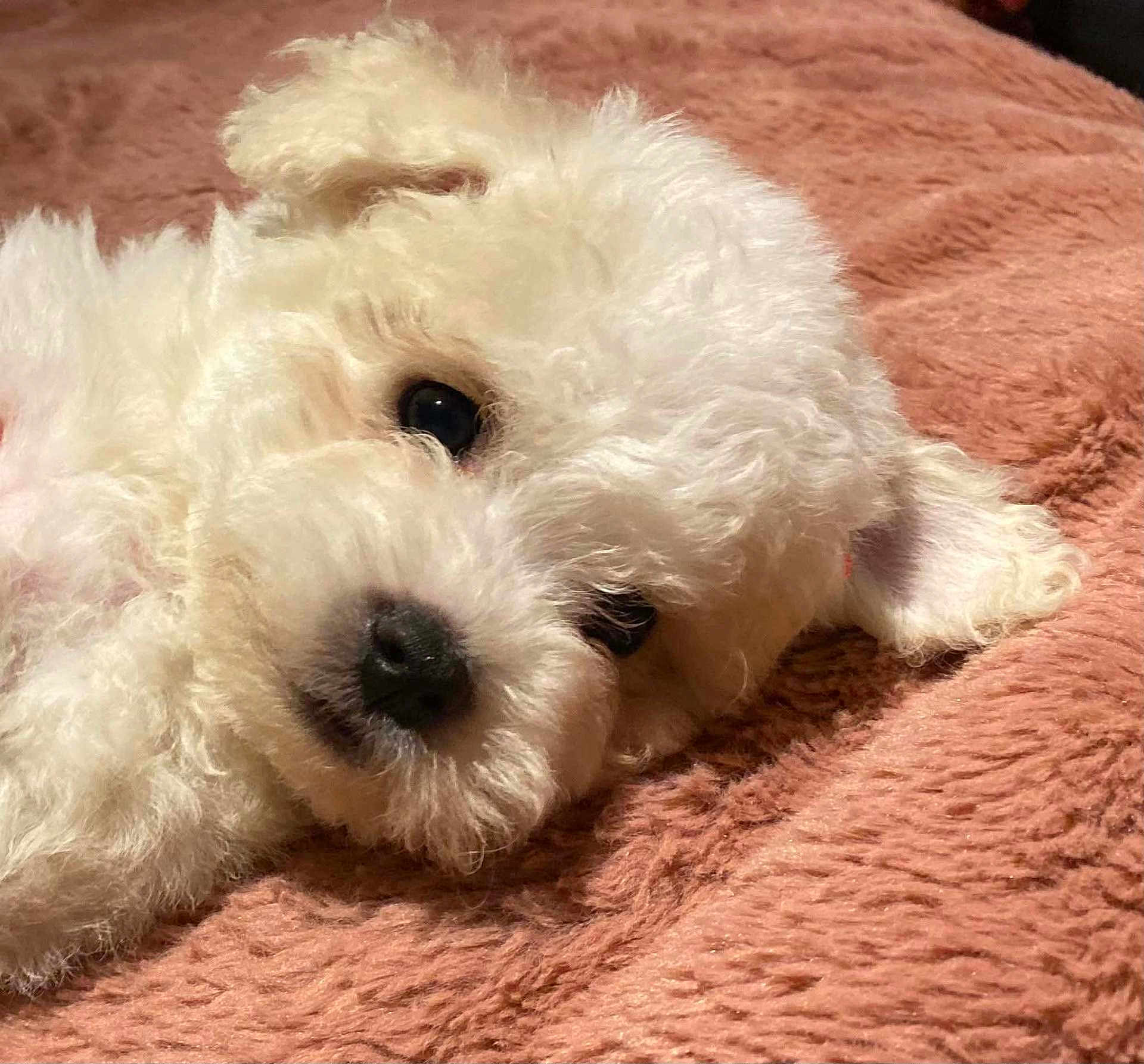 Apy participe au concours pour gagner de l'argent avec cette photo : puppy, dog, fluffy, white, cute, pet, sleepy, blanket, soft, cozy, closeup, fur, animal, laying, resting, indoors, adorable, young, companion, cute_pet