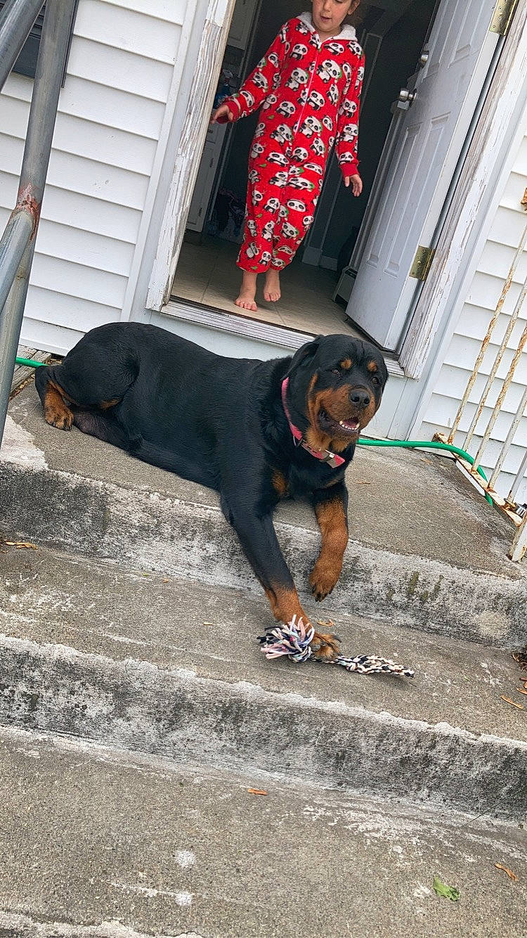 Ella joined the competition — help win amazing prizes! canidae, carnivore, dog, dog_breed, guard_dog, hunting_dog, mammal, rottweiler, snout, sporting_group, vertebrate, working_dog