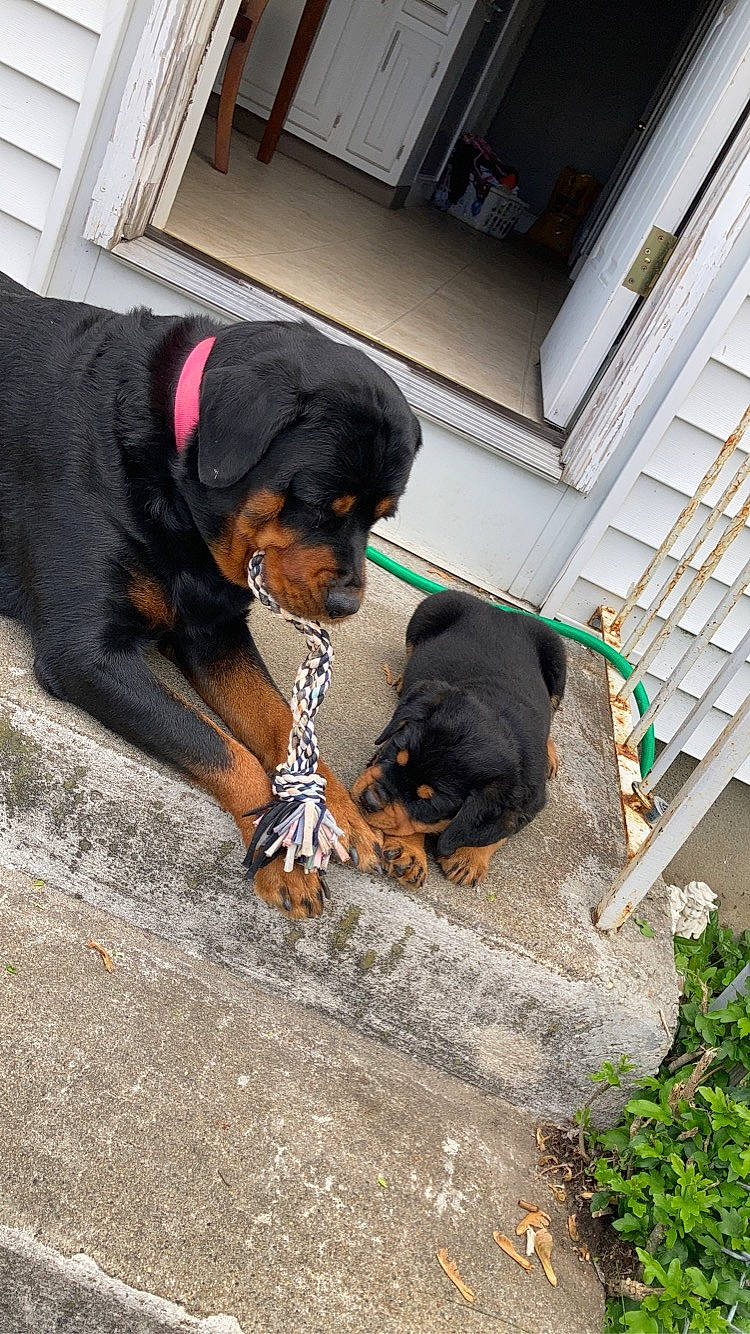 Ella is registered to the contest to win money with this photo: austrian_black_and_tan_hound, canidae, carnivore, dog, dog_breed, guard_dog, hellenikos_ichnilatis, hound, hunting_dog, mammal, montenegrin_mountain_hound, polish_hunting_dog, rottweiler, snout, sporting_group, transylvanian_hound, vertebrate, working_dog