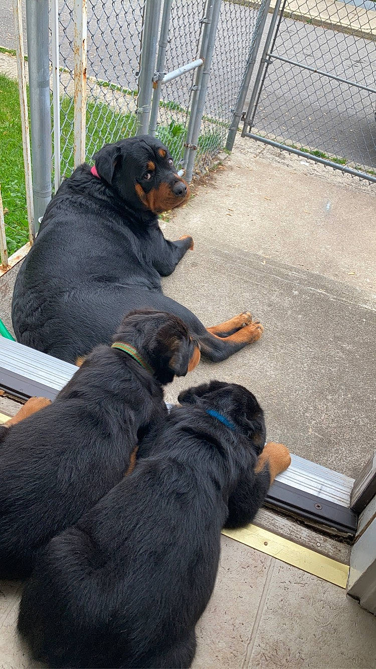 Ella joined the competition — help win amazing prizes! austrian_black_and_tan_hound, beauceron, canidae, carnivore, companion_dog, dog, dog_breed, guard_dog, huntaway, hunting_dog, polish_hunting_dog, rottweiler, snout, sporting_group, vertebrate, working_dog