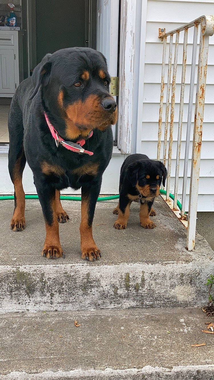 Ella joined the competition — help win amazing prizes! austrian_black_and_tan_hound, canidae, carlin_pinscher, carnivore, companion_dog, dog, dog_breed, huntaway, hunting_dog, mammal, molosser, polish_hunting_dog, puppy, rare_breed_dog, rottweiler, snout, sporting_group, transylvanian_hound, vertebrate, working_dog