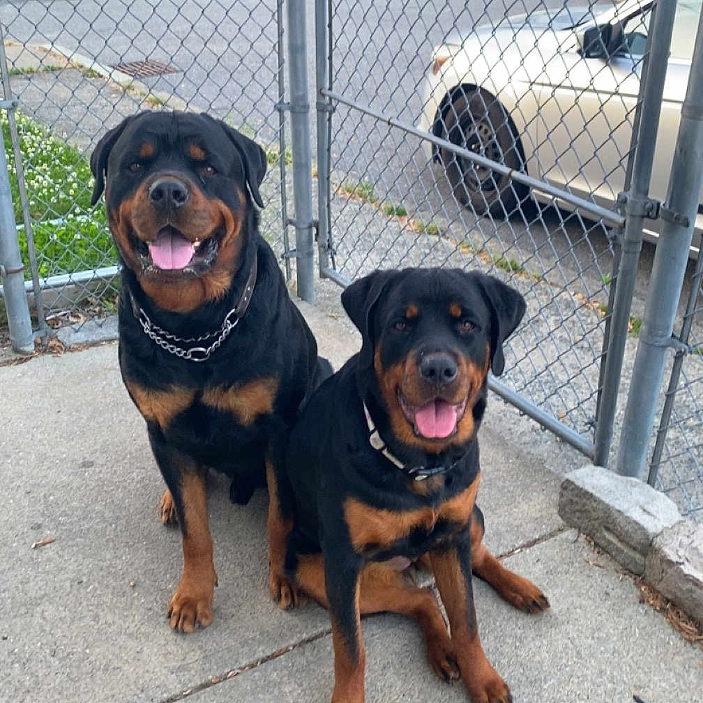 Kong And Koda joined the competition — help win amazing prizes! alloywheel, animal, architecture, building, canine, car, carwheel, dog, fence, machine, outdoors, path, pet, shelter, sidewalk, spoke, tire, transportation, vehicle, wheel