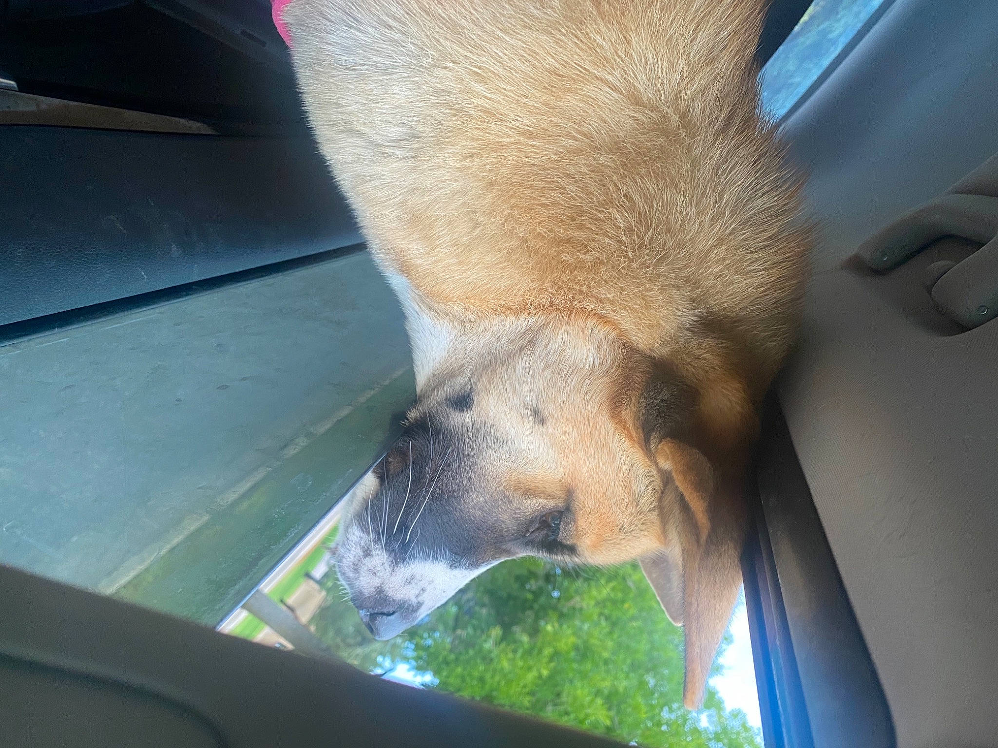 Ivy is registered to the contest to win money with this photo: canidae, carnivore, companion_dog, dog, dog_breed, fawn, fur, grass, human_leg, plant, snout, sporting_group, tail, terrestrial_animal, vehicle_door, water, whiskers, wildlife, window, working_animal