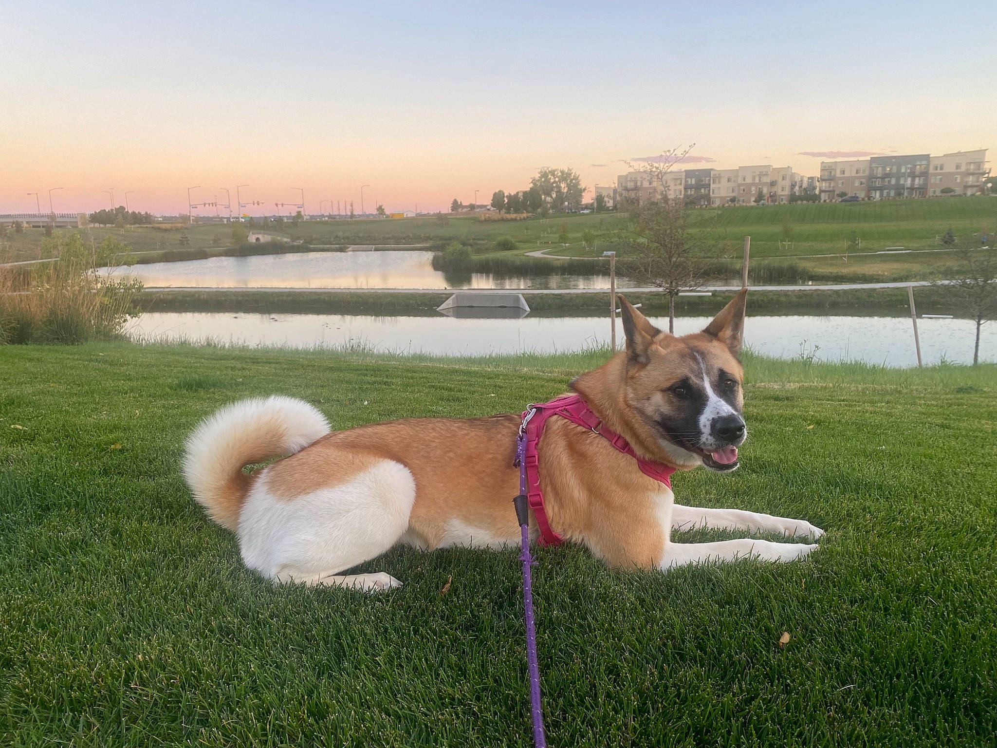Ivy joined the competition — help win amazing prizes! carnivore, collar, companion_dog, dog, dog_breed, dog_collar, fawn, grass, grassland, herding_dog, lake, landscape, leash, leisure, plant, sky, snout, tail, tree, water