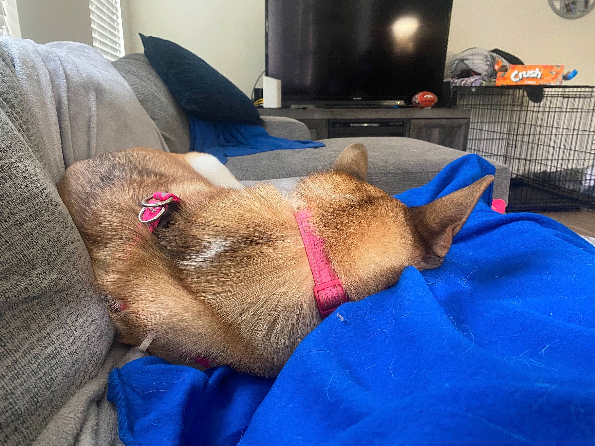 Ivy joined the competition — help win amazing prizes! analog_television, carnivore, comfort, companion_dog, couch, dog, dog_breed, dog_supply, ear, fawn, felidae, home_appliance, linens, liver, snout, sporting_group, tail, television, whiskers, working_animal