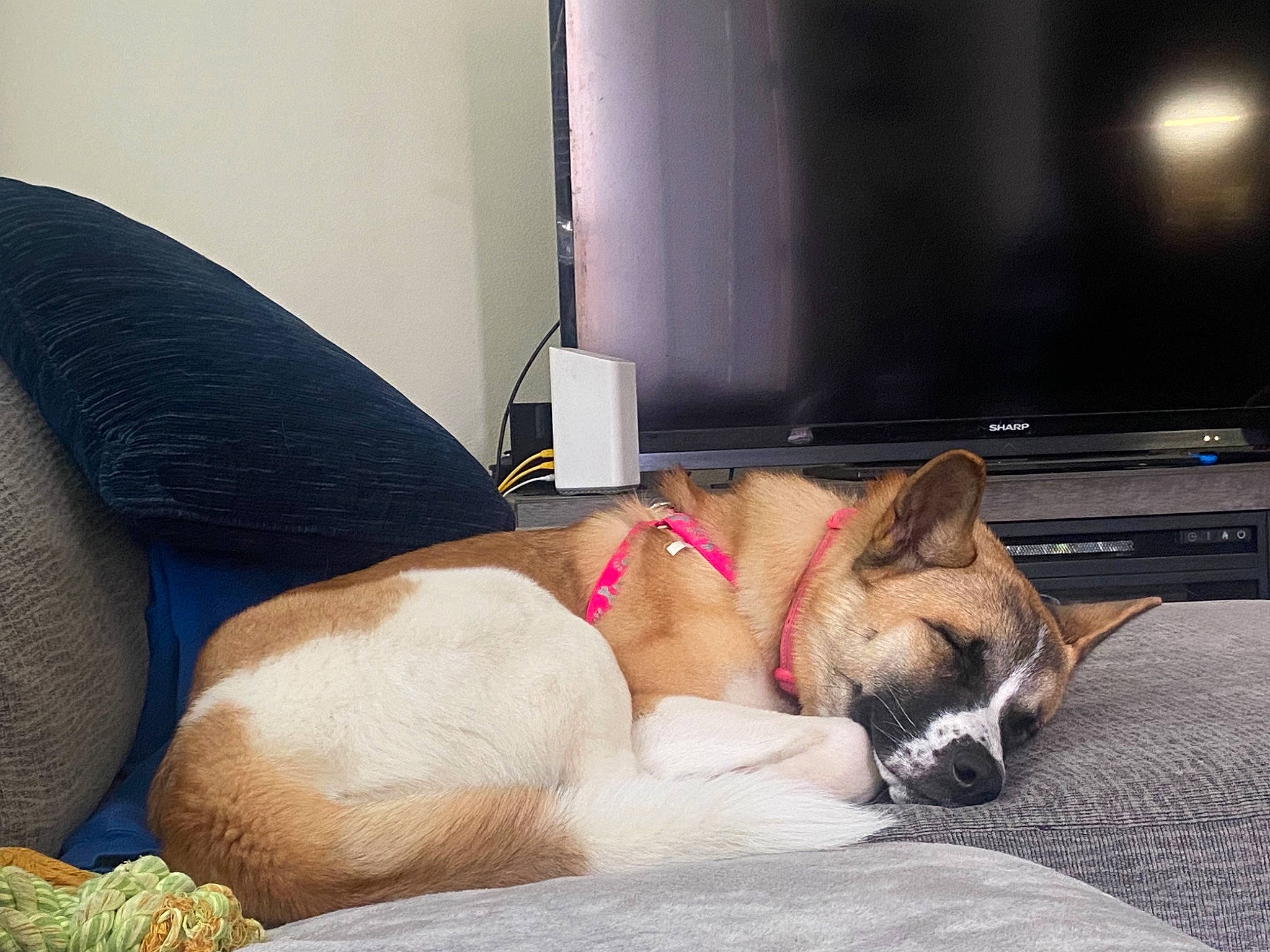 Ivy is registered to the contest to win money with this photo: abdomen, bedding, carnivore, chest, comfort, companion_dog, couch, dog, dog_breed, fawn, flooring, foot, fur, human_leg, linens, mammal, room, thigh, trunk, whiskers