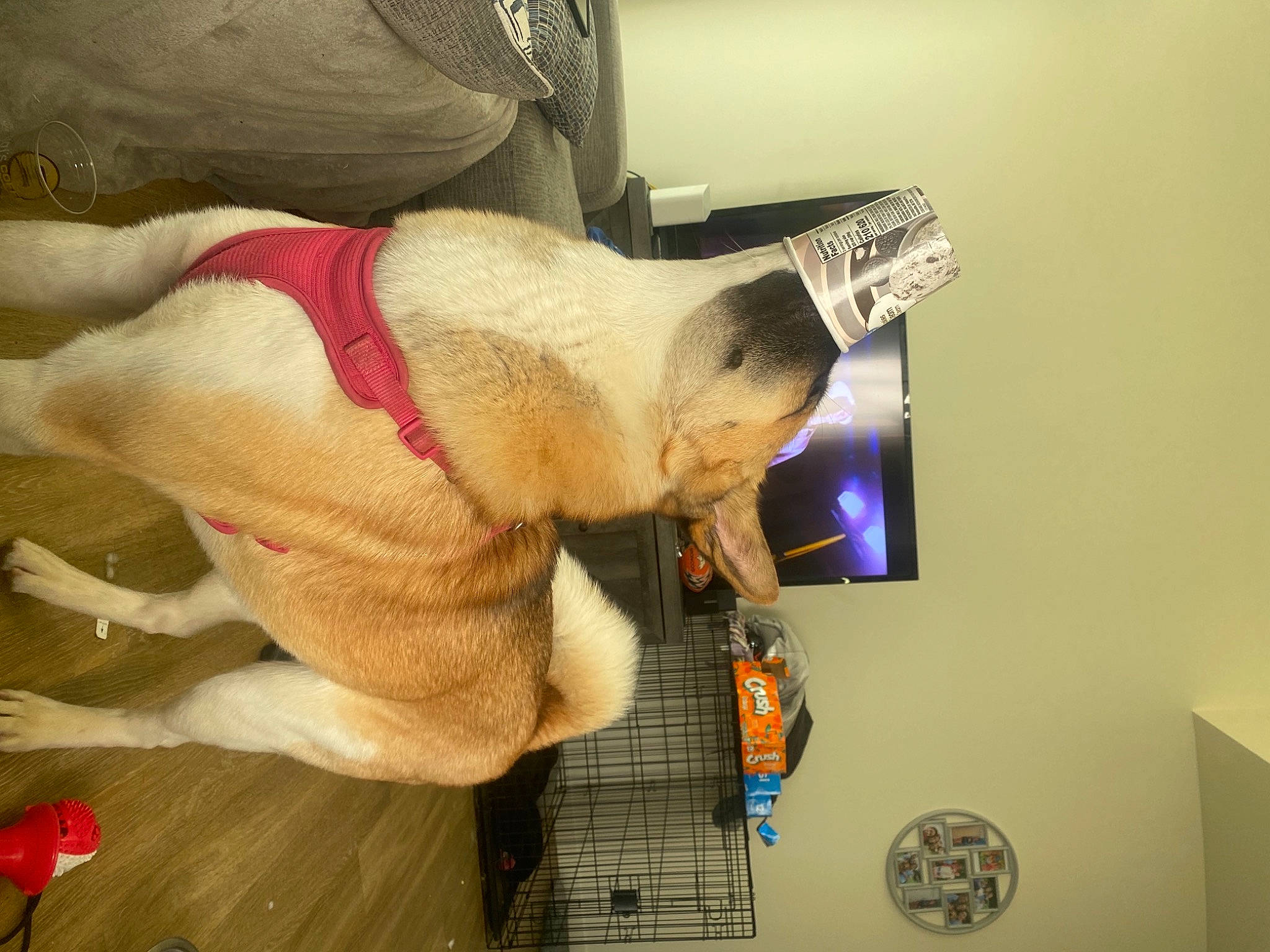 Ivy is registered to the contest to win money with this photo: abdomen, canidae, carmine, comfort, fawn, felidae, flesh, fur, gesture, human_leg, linens, personal_protective_equipment, plush, room, selfie, stuffed_toy, toy, visual_arts, wool, wrist