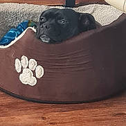 Vadïa-Estrela participe au concours pour gagner de l'argent avec cette photo : animal, black_dog, brown, companion, cozy, cute, decor, dog, domestic, furniture, glass, household, indoor, monkey_statue, pet_bed, relaxed, resting, shelf, statue, wooden_floor