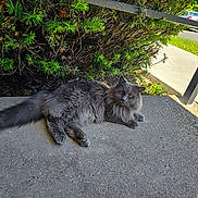 Mr.gray joined the competition — help win amazing prizes! cat, grey_cat, fluffy, outdoor, sidewalk, hedge, greenery, sunlight, animal, pet, relaxed, nature, concrete, street, car, daytime, fur, whiskers, tail, curious