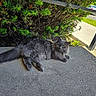 cat, grey_cat, fluffy, outdoor, sidewalk, hedge, greenery, sunlight, animal, pet, relaxed, nature, concrete, street, car, daytime, fur, whiskers, tail, curious