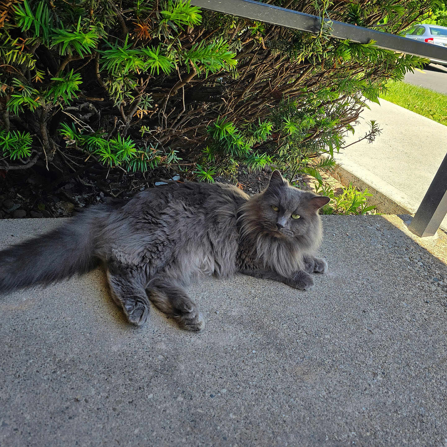 Mr.gray