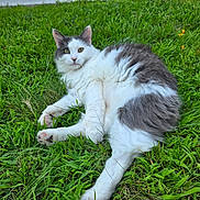 Marbles joined the competition — help win amazing prizes! cat, grass, outdoor, animal, pet, fluffy, white, gray, relaxed, lying_down, nature, greenery, yellow_flowers, cute, fur, mammal, whiskers, paws, eyes, curious