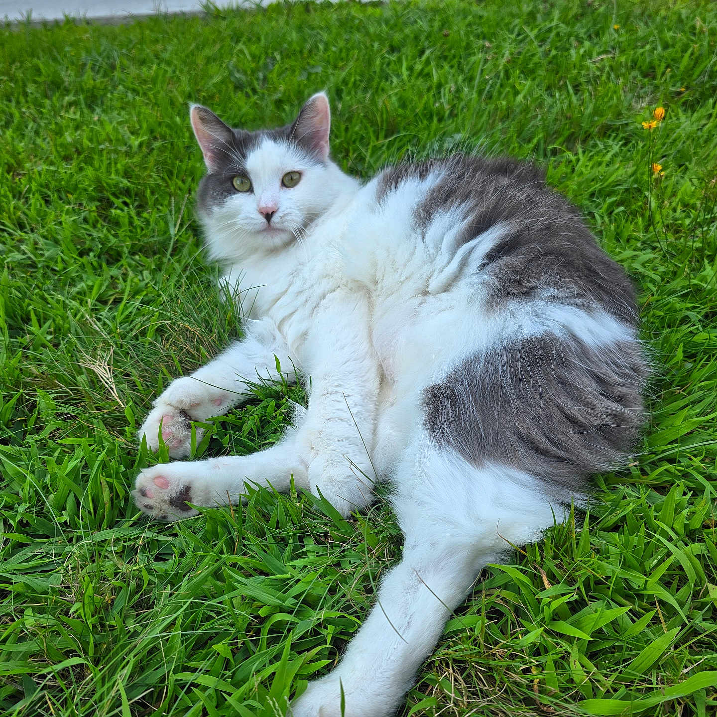 Marbles joined the competition — help win amazing prizes! cat, grass, outdoor, animal, pet, fluffy, white, gray, relaxed, lying_down, nature, greenery, yellow_flowers, cute, fur, mammal, whiskers, paws, eyes, curious