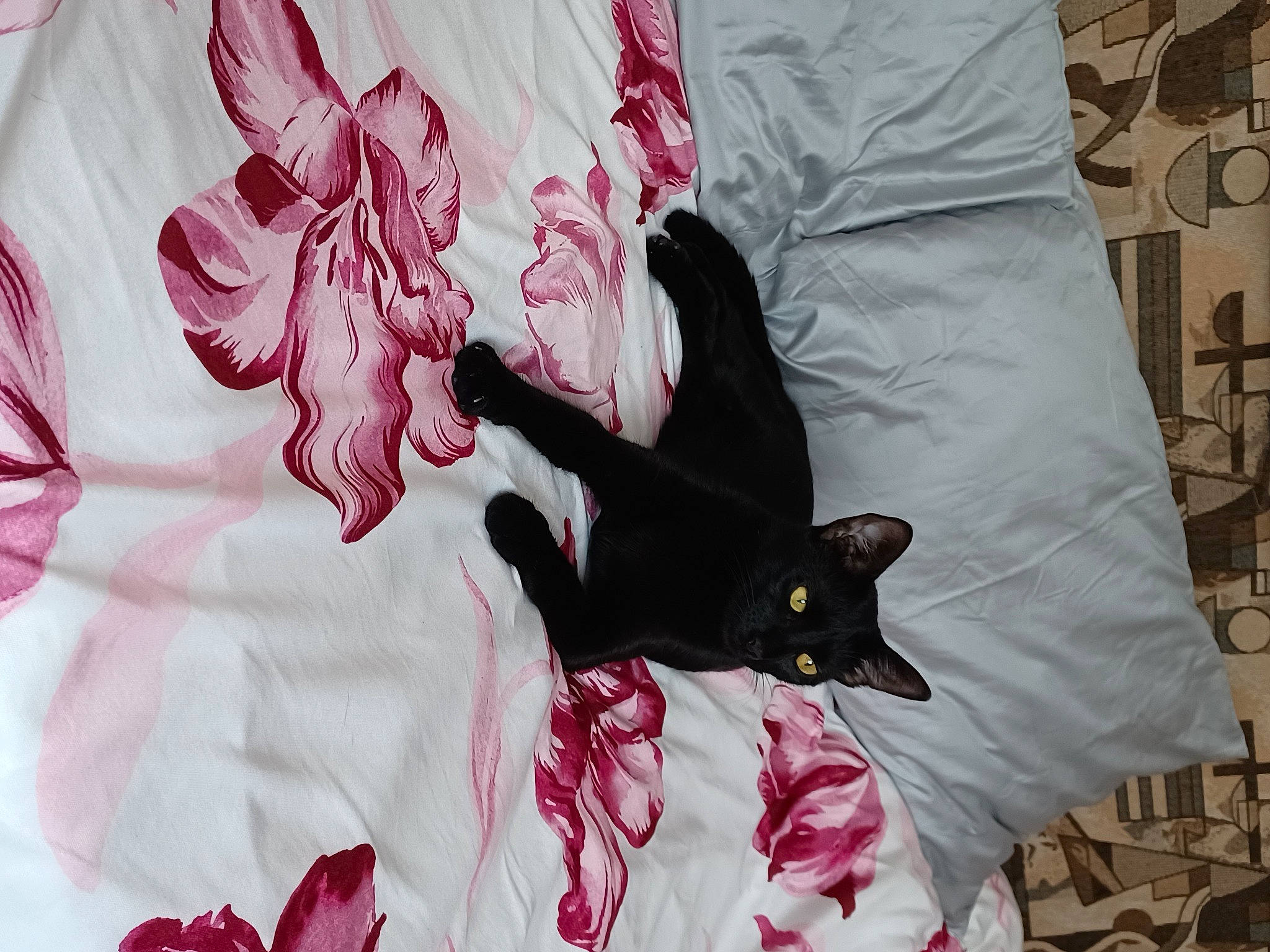 Twixy participe au concours pour gagner de l'argent avec cette photo : art, bedding, carmine, carnivore, cat, comfort, felidae, fur, grey, linens, magenta, pattern, petal, pink, purple, room, sleeve, small_to_medium_sized_cats, textile, whiskers