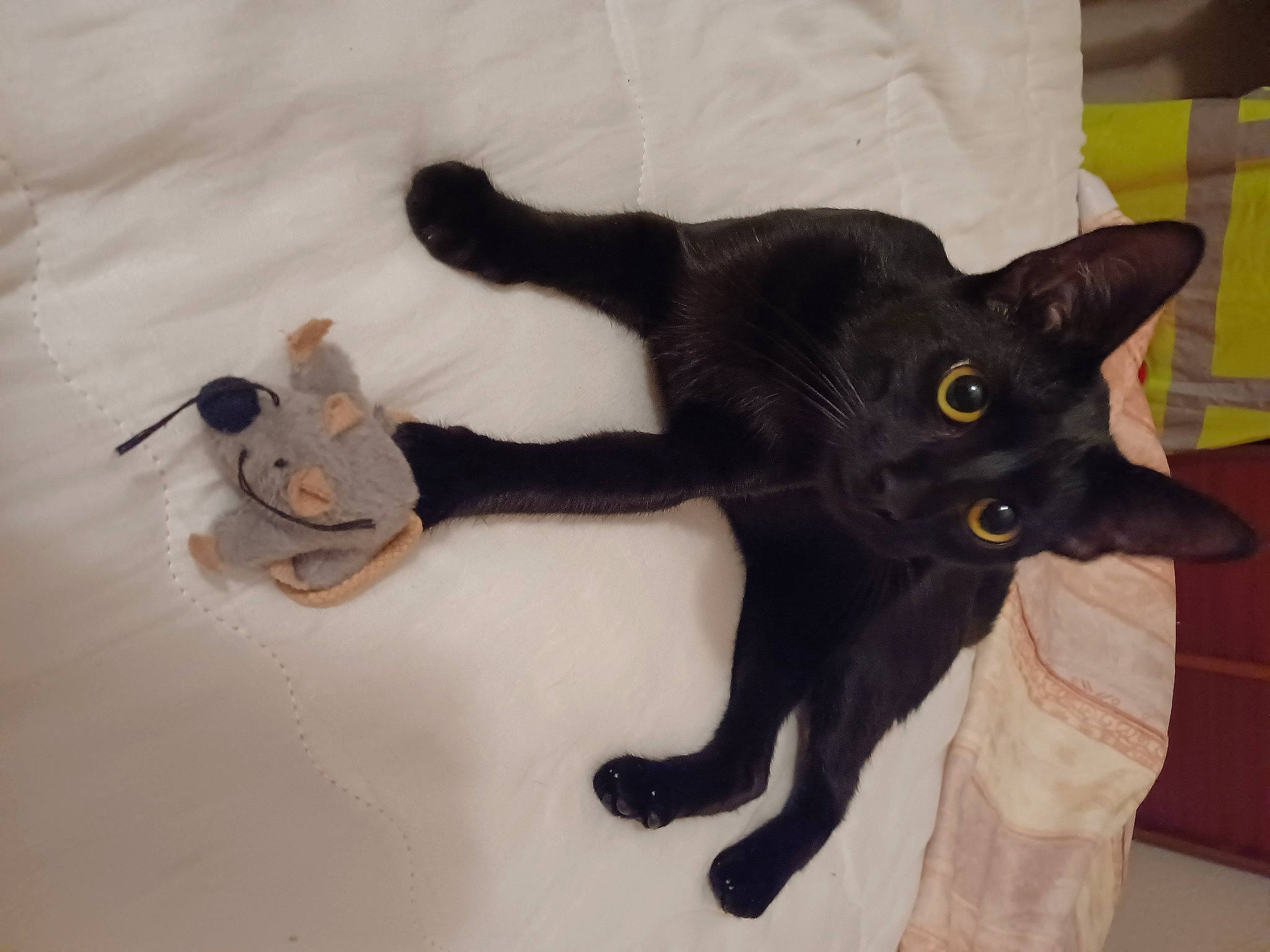 Twixy a rejoint le concours — aidez-le/la à gagner de superbes lots ! black_cat, bombay, carnivore, cat, claw, domestic_short_haired_cat, felidae, fur, havana_brown, paw, small_to_medium_sized_cats, snout, tail, whiskers