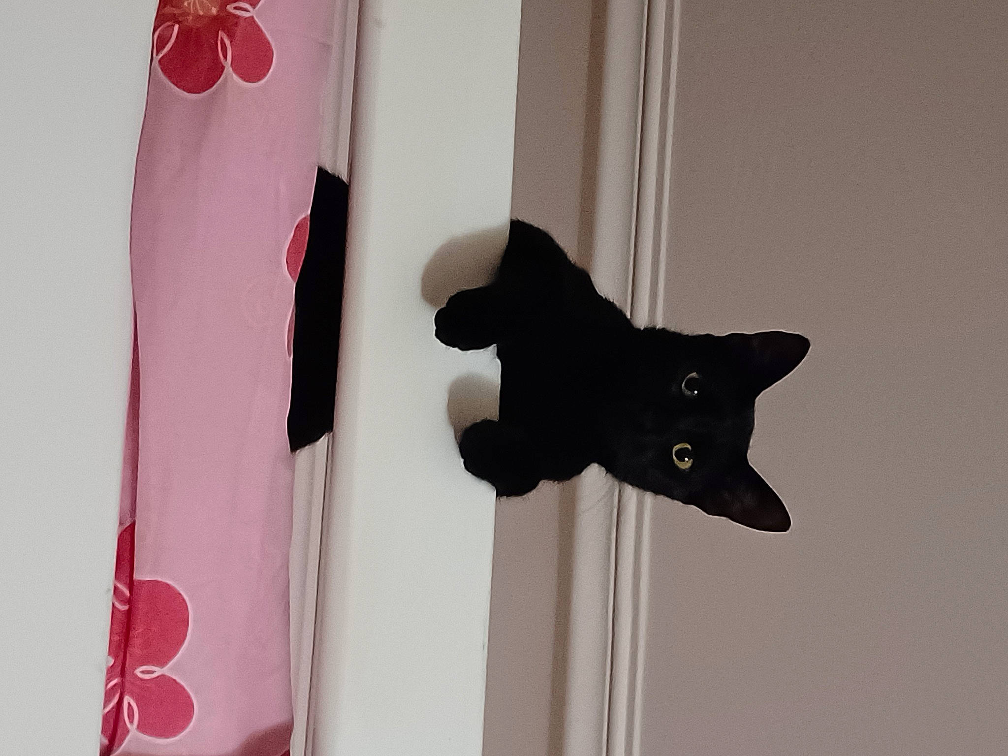 Twixy a rejoint le concours — aidez-le/la à gagner de superbes lots ! baby_products, baby_toddler_clothing, black_cat, carmine, carnivore, clothes_hanger, curtain, fashion_accessory, felidae, fur, grey, linens, magenta, pattern, sleeve, small_to_medium_sized_cats, snout, tail, visual_arts, whiskers