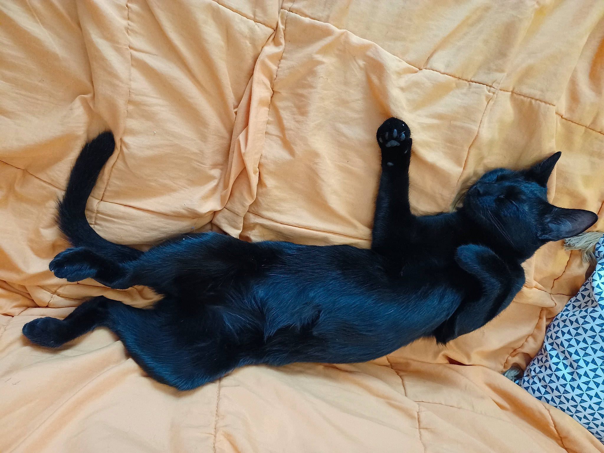 Twixy participe au concours pour gagner de l'argent avec cette photo : bed, black_cat, bombay, canidae, carnivore, cat, comfort, companion_dog, couch, dog_breed, electric_blue, felidae, fur, linens, nap, paw, small_to_medium_sized_cats, sporting_group, tail, whiskers