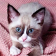 Ivory joined the competition — help win amazing prizes! animal, blue_eyes, cat, close_up, collar, cozy, curious, cute, domestic_cat, feline, fur, indoor, kitten, pet, pink_blanket, portrait, small_paw, soft_texture, whiskers, young_cat