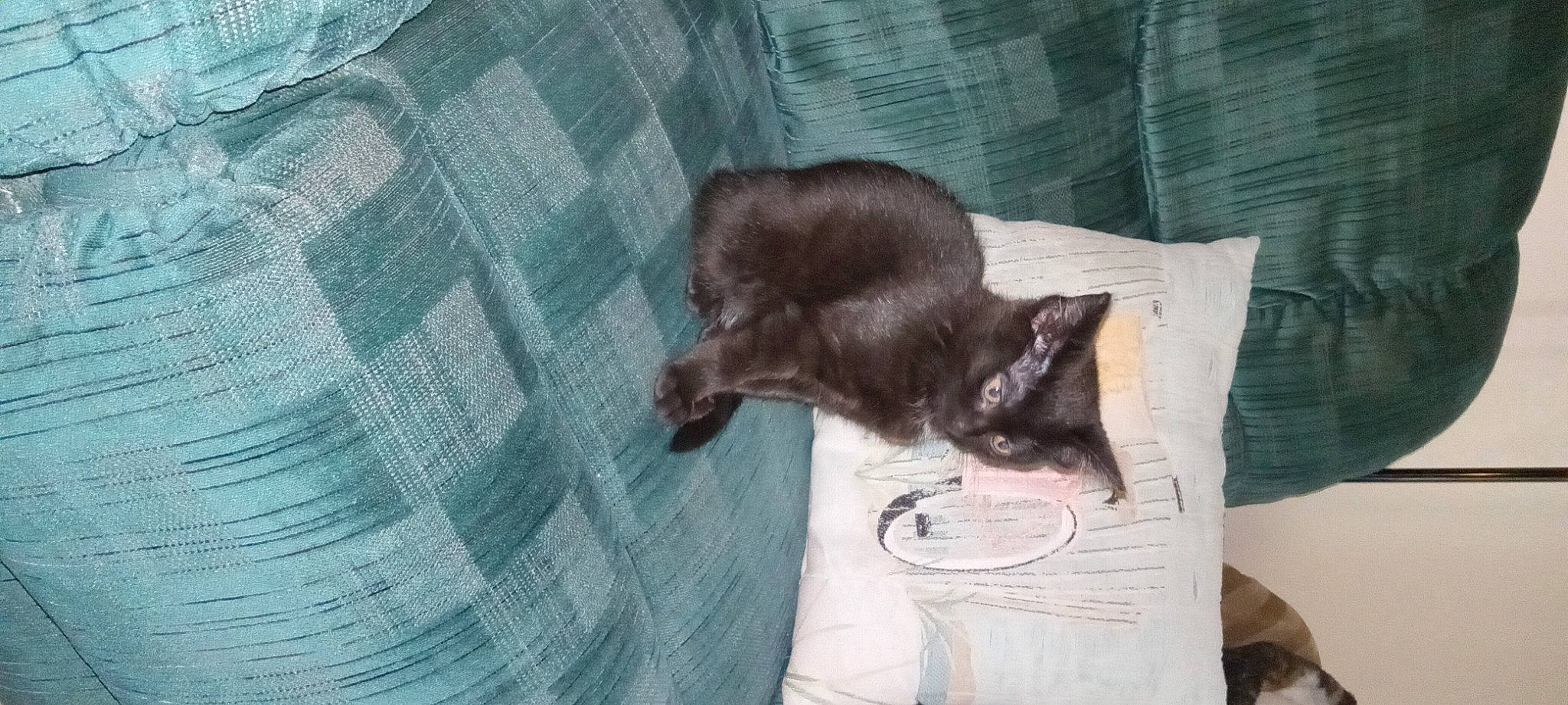 Kitty is registered to the contest to win money with this photo: black_cat, bombay, canidae, carnivore, cat, claw, comfort, domestic_short_haired_cat, fawn, felidae, fur, grey, linens, liver, nap, plaid, small_to_medium_sized_cats, tail, tartan, whiskers