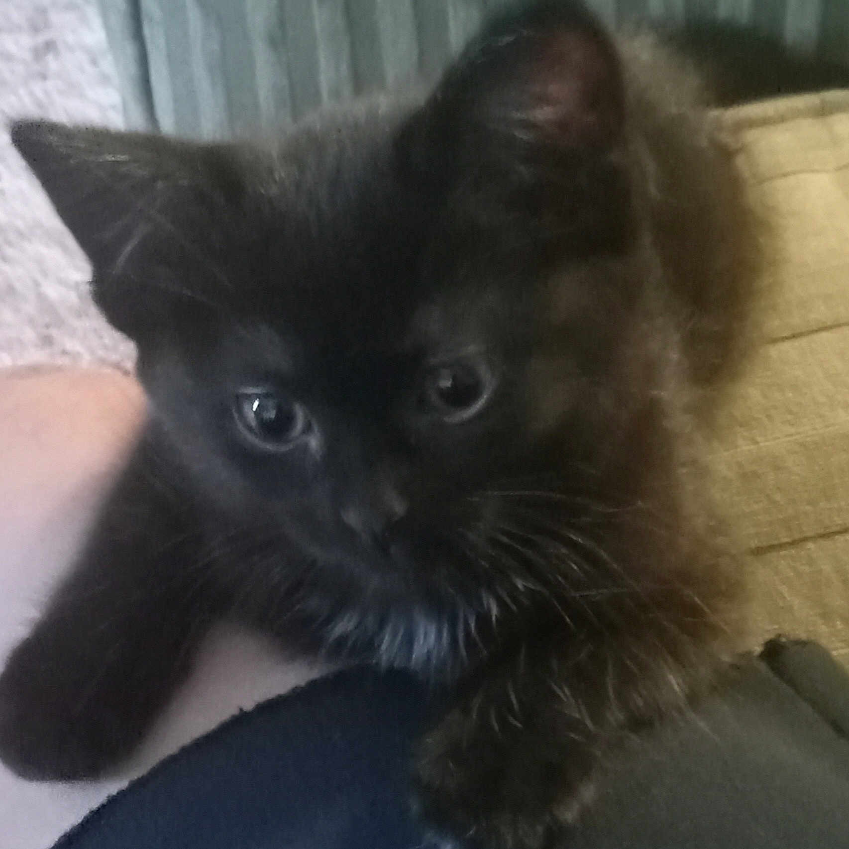 Kitty